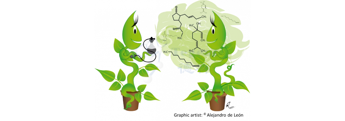 To Effectively Sample BVOC of The Plant, You Must Know These Keys! To Effectively Sample BVOC of The Plant, You Must Know These Keys!