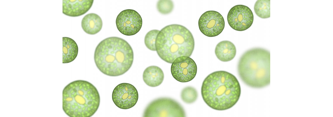 Effectively Homogenize Precipitates, Cells and Tissues Effectively Homogenize Precipitates, Cells and Tissues