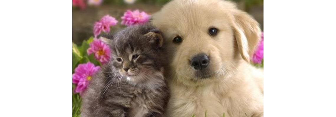 Keeping Pets Has Become a Trend For Workers: The Pet Feed Industry is Exploding Keeping Pets Has Become a Trend For Workers: The Pet Feed Industry is Exploding