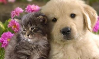 Keeping Pets Has Become a Trend For Workers: The Pet Feed Industry is Exploding